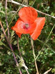 Image result for Papaver rhoeas