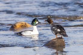Attēlu rezultāti vaicājumam “Bucephala clangula male”