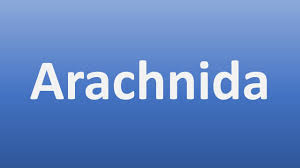 Attēlu rezultāti vaicājumam “Arachnida”