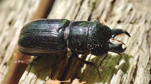 Attēlu rezultāti vaicājumam “Ceruchus chrysomelinus”