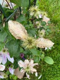 Attēlu rezultāti vaicājumam “Clematis leaf”