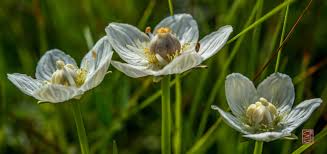 Attēlu rezultāti vaicājumam “Parnassia palustris fruit”