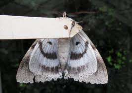 Attēlu rezultāti vaicājumam “Catocala fraxini”