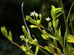 Attēlu rezultāti vaicājumam “Stellaria alsine”