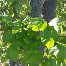 Attēlu rezultāti vaicājumam “Acer campestre”