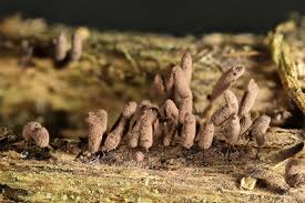 Attēlu rezultāti vaicājumam “Stemonitopsis hyperopta”