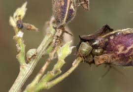 Attēlu rezultāti vaicājumam “Cribraria macrocarpa stalked”