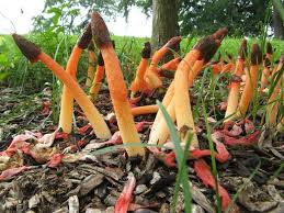 Attēlu rezultāti vaicājumam “Mutinus caninus”