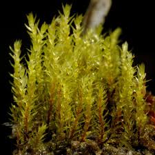 Attēlu rezultāti vaicājumam “Pohlia sphagnicola”