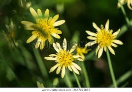 Image result for Tragopogon pratensis
