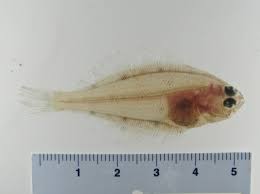 Image result for Hippoglossoides platessoides