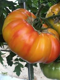 Afbeeldingsresultaat voor marmande jaune tomato