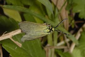 Attēlu rezultāti vaicājumam “Adscita statices”