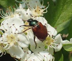 Attēlu rezultāti vaicājumam “Phyllopertha horticola”