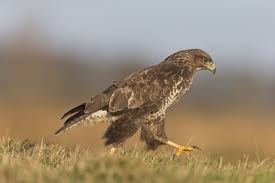 Attēlu rezultāti vaicājumam “Buteo buteo adult”