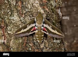 Attēlu rezultāti vaicājumam “Hyles gallii imago”