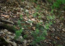 Attēlu rezultāti vaicājumam “Galium schultesii”