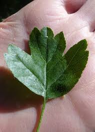 Attēlu rezultāti vaicājumam “Crataegus x macrocarpa”