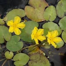 Image result for Seekanne