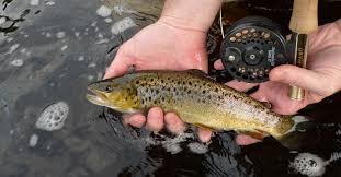 Image result for Annbank Angling Club