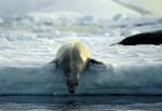 File:Antarctic, Crabeater Seal (js) 9.jpg - Wikipedia, the free ...