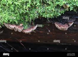 Attēlu rezultāti vaicājumam “Gloiodon strigosus”