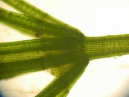 Attēlu rezultāti vaicājumam “Chara globularis”