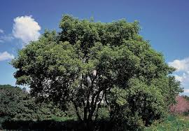 Attēlu rezultāti vaicājumam “Acer negundo leaf”