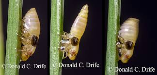 Attēlu rezultāti vaicājumam “Aphrophora nymph”