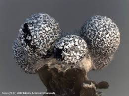 Attēlu rezultāti vaicājumam “Physarum leucopus spores”