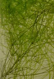 Attēlu rezultāti vaicājumam “Nitella sp.”