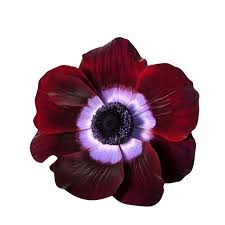 Attēlu rezultāti vaicājumam “Anemone”