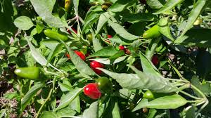 Afbeeldingsresultaat voor jalapeno early hot pepper