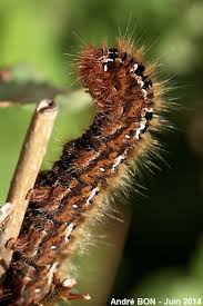 Attēlu rezultāti vaicājumam “Lasiocampa quercus imago”