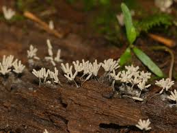 Attēlu rezultāti vaicājumam “Arcyria cinerea”