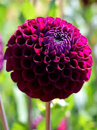 Image result for Dahlia x pinnata `Pompon Lilliput`
