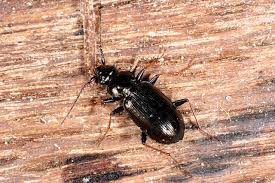 Attēlu rezultāti vaicājumam “Loricera pilicornis”