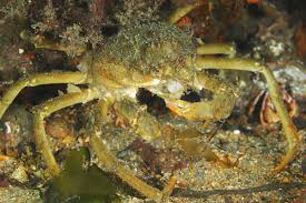 Image result for Hyas araneus