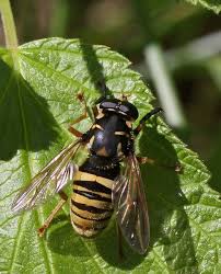 Attēlu rezultāti vaicājumam “Temnostoma vespiforme”
