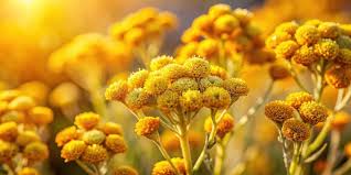 Attēlu rezultāti vaicājumam “Helichrysum arenarium”