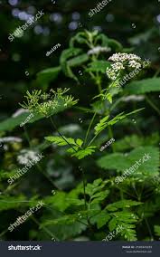 Image result for Chaerophyllum aureum