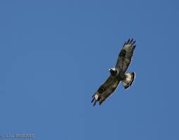Attēlu rezultāti vaicājumam “Buteo lagopus adult”