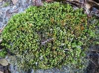 Attēlu rezultāti vaicājumam “Dicranum spurium”