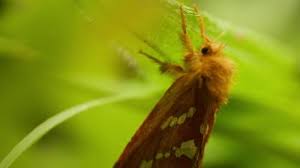 Attēlu rezultāti vaicājumam “Phymatopus hecta”