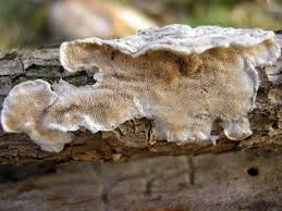 Attēlu rezultāti vaicājumam “Diderma ochraceum macro”