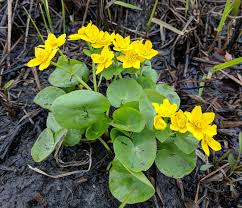 Attēlu rezultāti vaicājumam “Caltha palustris flower”