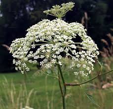 Attēlu rezultāti vaicājumam “Peucedanum palustre leaf”