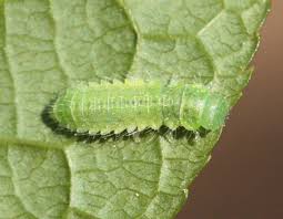 Attēlu rezultāti vaicājumam “Gonioctena”