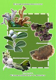 Attēlu rezultāti vaicājumam “Exobasidiales”