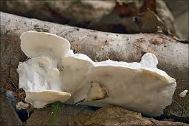 Attēlu rezultāti vaicājumam “Skeletocutis odora”